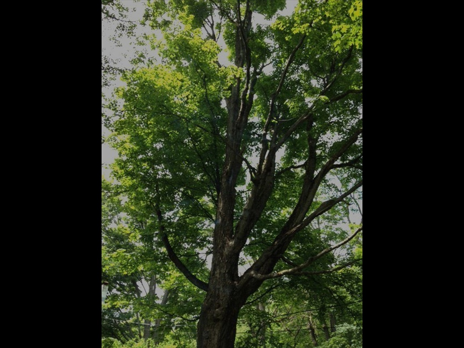 tree_menu