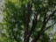 tree_menu
